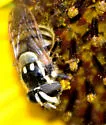 Striped Bromeliad Fly - photo 5