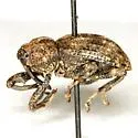 Cophes longiusculus - photo 2