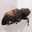 Cophes obtentus - photo 4