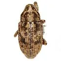 Cophes texanus