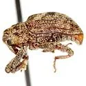 Cophes texanus - photo 2