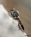 Common Bandit - photo 3