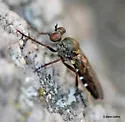 Common Bandit - photo 4