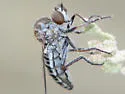 Mojave Bandit