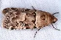Copibryophila angelica - Hodges#9073