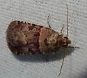 Copibryophila angelica - Hodges#9073 - photo 2