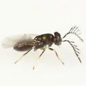 Copidosoma bucculatricis