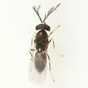 Copidosoma bucculatricis - photo 2