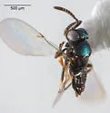 Copidosoma cervius