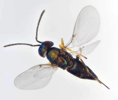 Copidosoma cyaneum