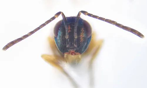 Copidosoma cyaneum - photo 3