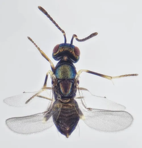 Copidosoma dius