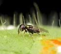 Copidosoma floridanum