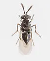 Copidosoma floridanum - photo 4