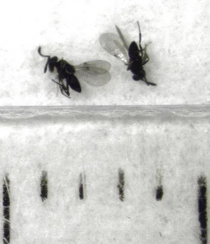 Copidosoma floridanus