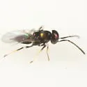 Copidosoma lymani
