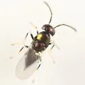 Copidosoma lymani - photo 2