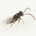 Copidosoma lymani - photo 3