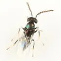 Copidosoma lymani - photo 4