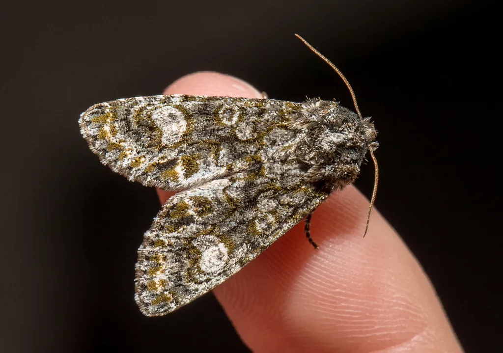 Grote's Sallow - Hodges#10021 - photo 2