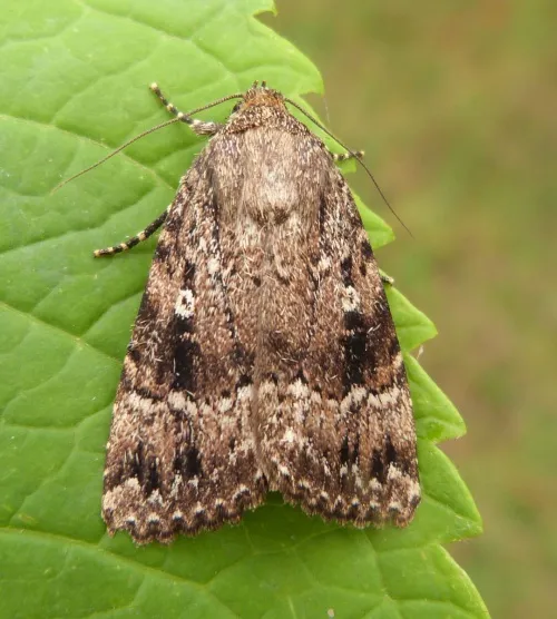 Copper Underwing
