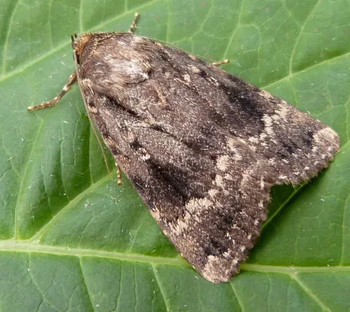 Copper Underwing - photo 2