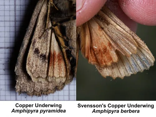 Copper Underwing - photo 3