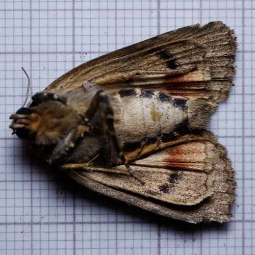 Copper Underwing - photo 4