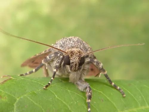 Copper Underwing - photo 5