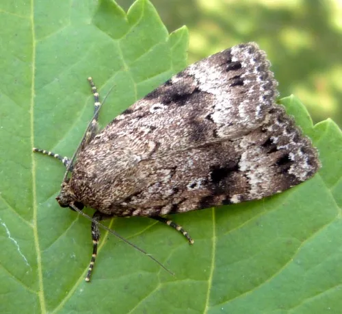 Copper Underwing - photo 7