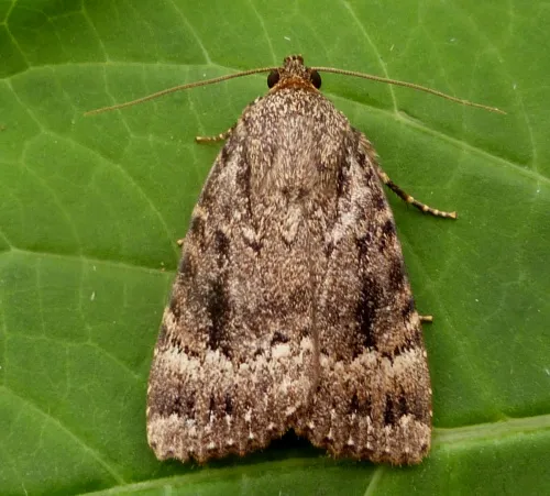 Copper Underwing - photo 8