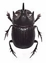 Copris arizonensis