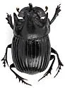 Copris arizonensis - photo 5