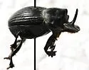 Copris fricator - photo 5