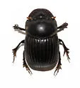 Copris inemarginatus
