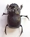Copris macclevei