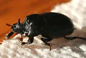 Small Black Dung Beetle