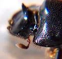 Small Black Dung Beetle - photo 2