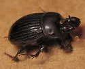Small Black Dung Beetle - photo 3