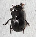 Small Black Dung Beetle - photo 4