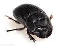 Small Black Dung Beetle - photo 5