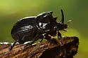 Copris remotus - Copris remotus