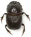 Copris remotus - photo 5