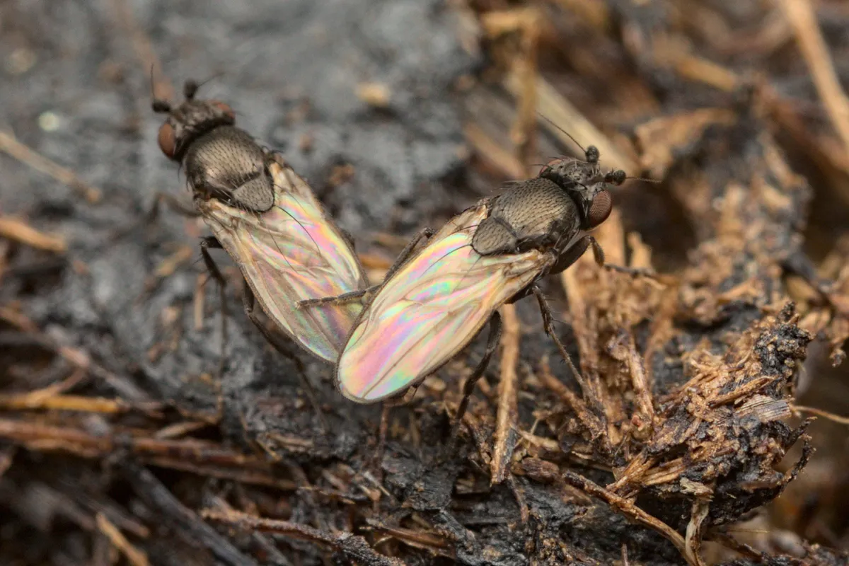 Coproica acutangula