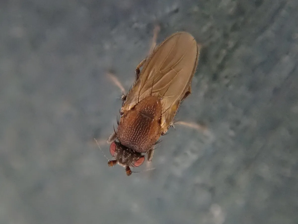 Coproica ferruginata - photo 2