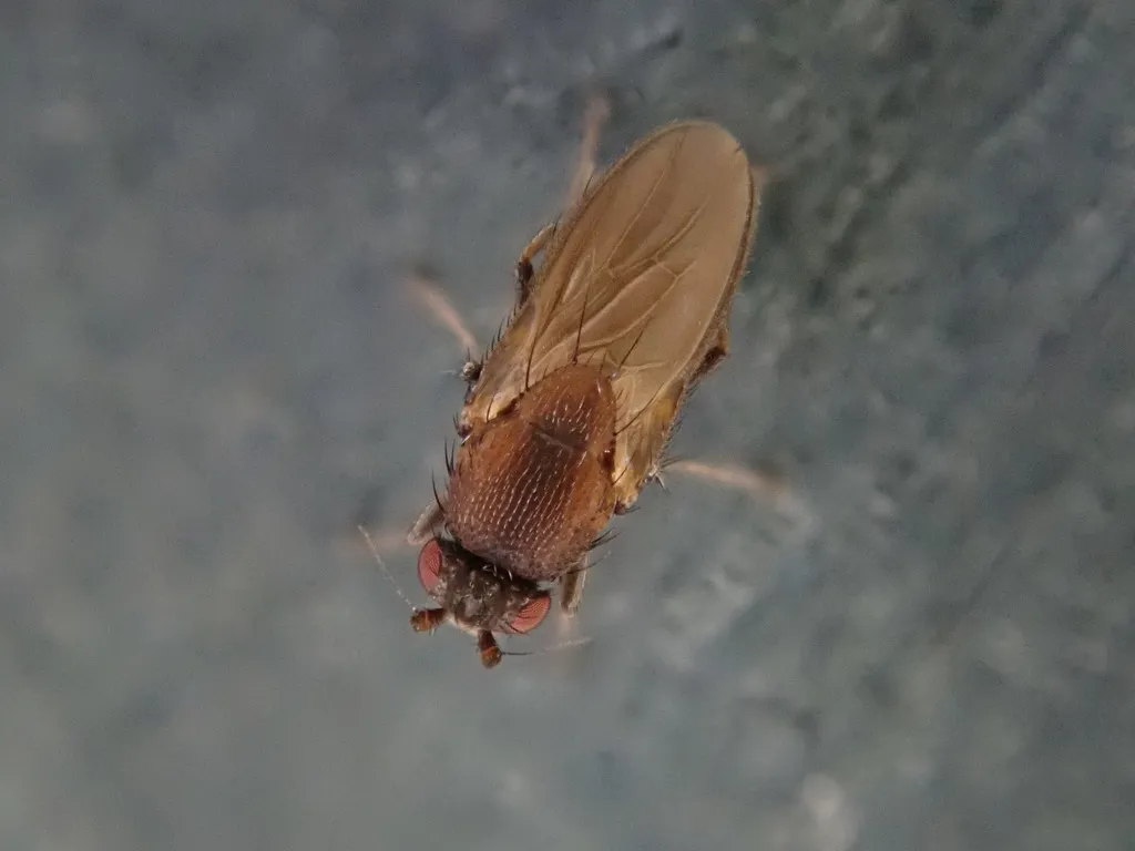 Coproica ferruginata - photo 3