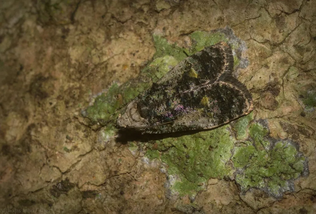 Tropical Fruitworm Moths - photo 3