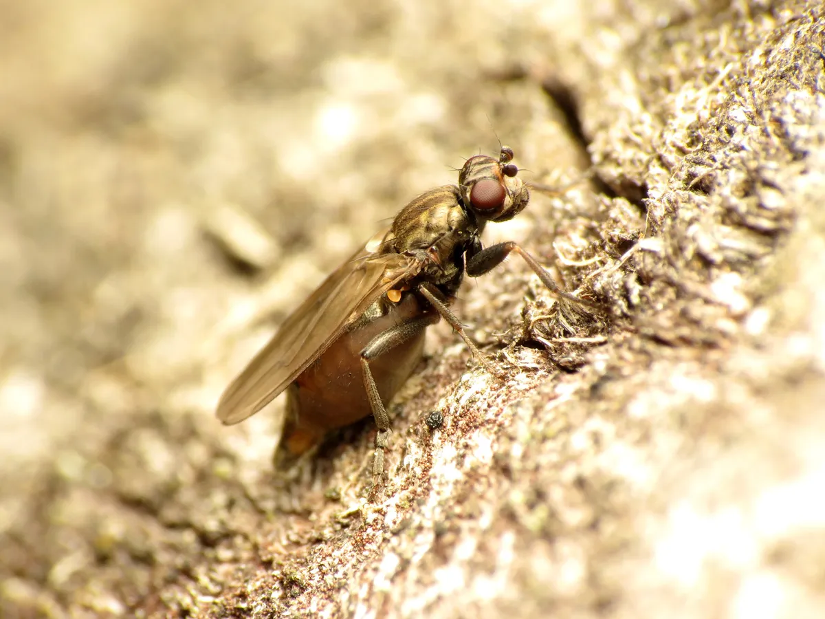 Copromyza equina - photo 3