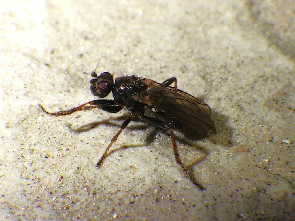 Copromyza neglecta - photo 2