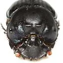 Coprophanaeus pluto - Coprophanaeus pluto